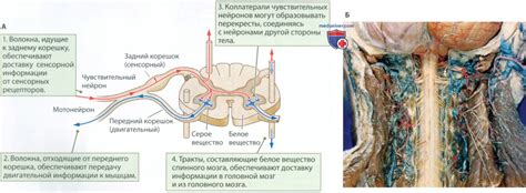 Механизм передачи сигналов в соматической нервной системе