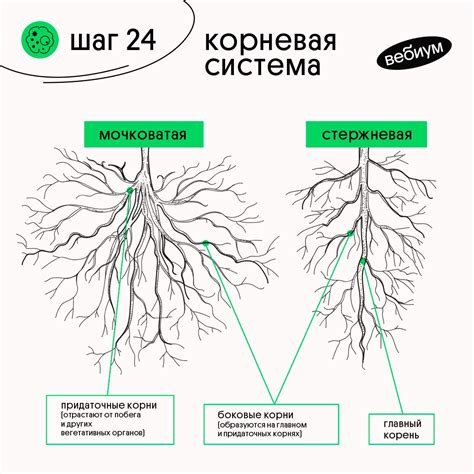 Механизм работы мочковатой корневой системы