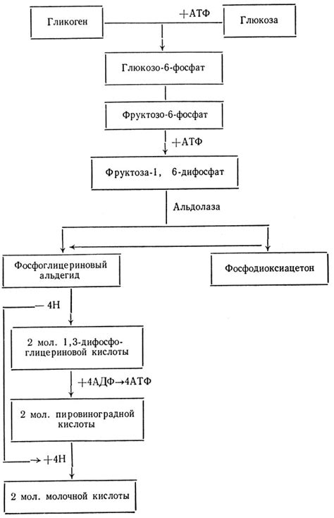 Механизм расщепления углеводов