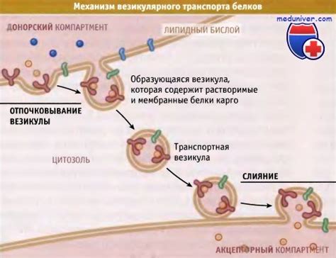 Механизм рециклинга везикул