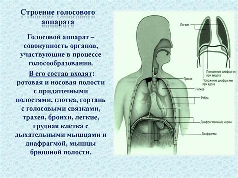 Механизм смыкательной голосовой судороги