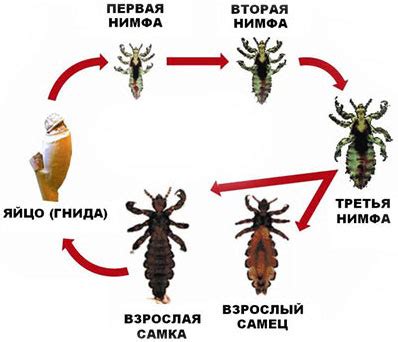 Механическое удаление вшей и их яиц