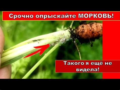 Механическое удаление тли с моркови