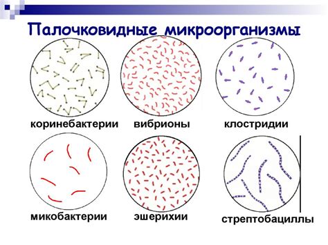 Микроорганизмы: происхождение и разнообразие