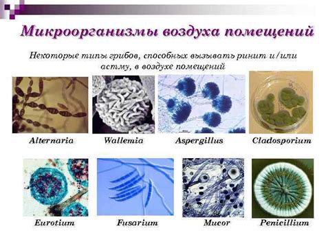 Микроорганизмы в воздухе