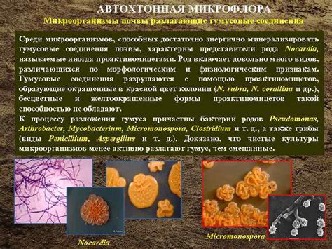 Микроорганизмы и их вклад в биосферу