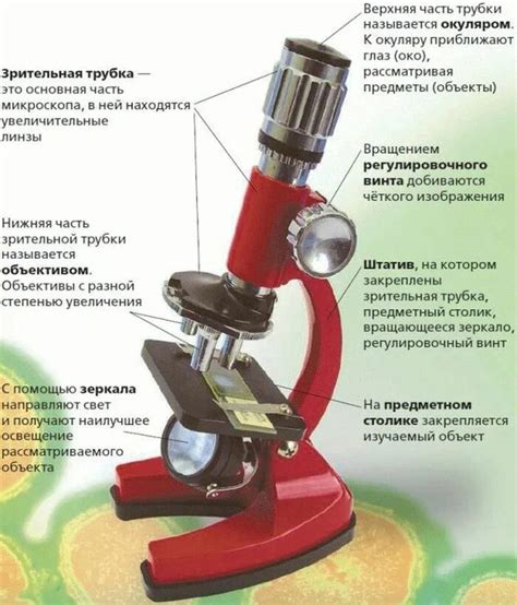 Микроскоп и его основные элементы