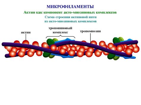 Микрофиламенты