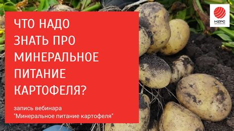 Минеральное питание для картофеля