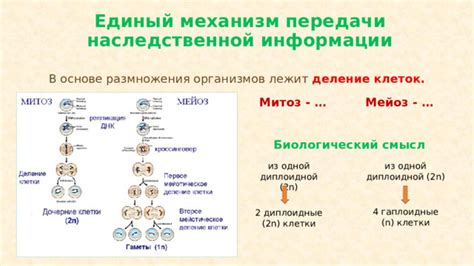 Митоз и мейоз: механизмы передачи наследственной информации