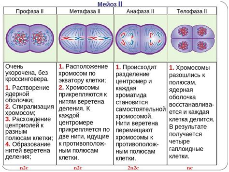 Митоз и мейоз: общая суть процессов