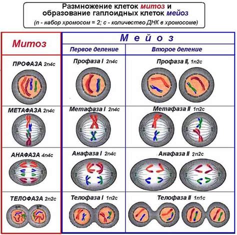 Митоз и мейоз: процессы клеточного деления