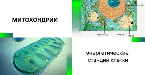 Митохондрии: энергетические органеллы клетки