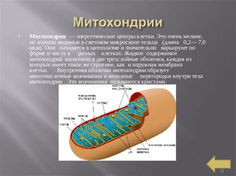 Митохондрии: энергетические центры