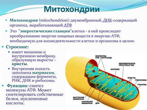 Митохондрии в клетке 6 класс: роль и значение