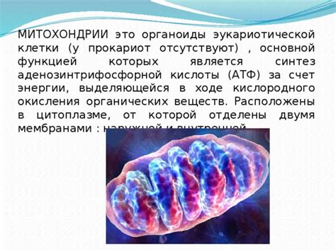 Митохондрии и синтез АТФ