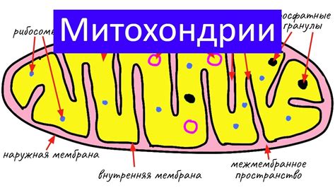 Митохондрии - "электростанции" клетки