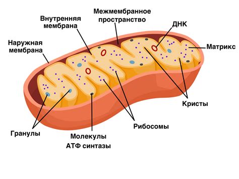 Митохондрии - энергоносители клетки