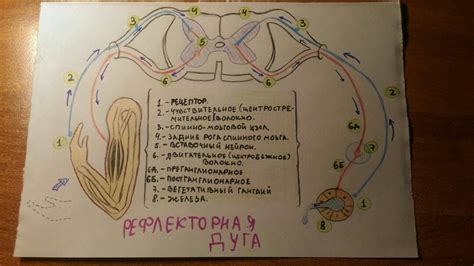 Мифологические интерпретации чихания