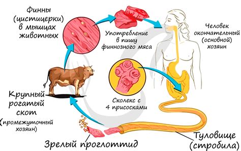 Мифологические представления о свиной голове с червями