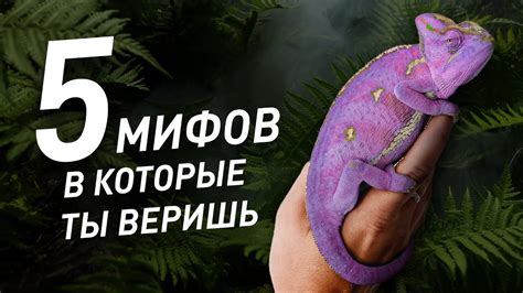 Мифы и предрассудки о маленьких ящерицах в доме