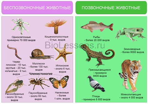 Многообразие видов и классификация