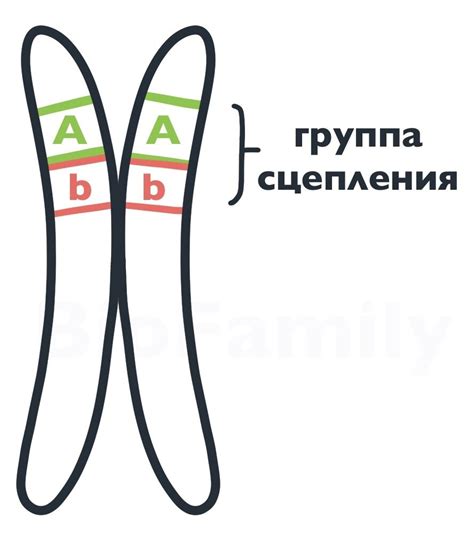 Многочисленность генов