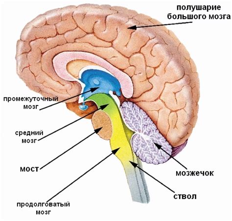 Мозг