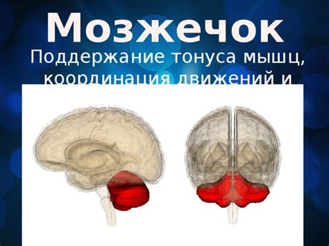 Мозжечок: координация движений и поддержание равновесия