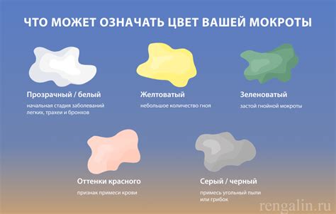 Мокрота: определение и функции