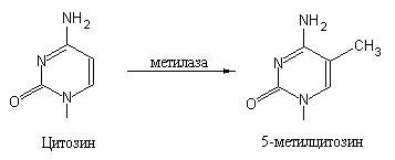 Молекулярная основа энергетических процессов