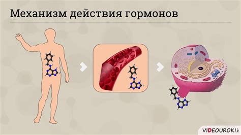 Молекулярные сигнальные пути и их роль в развитии организма