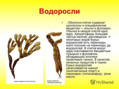 Морские водоросли: дефиниция, внешний вид и применение