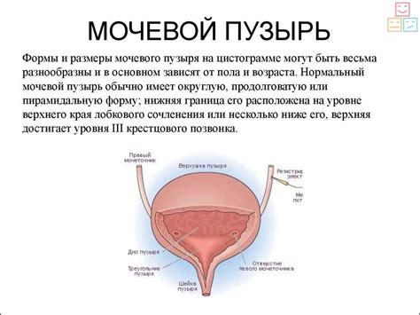 Мочевой пузырь и его функции