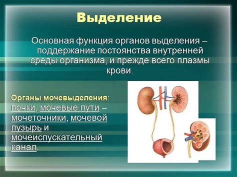 Мочеточники и их роль в выделительной системе