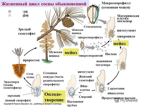 Мужской гаметофит у голосеменных растений