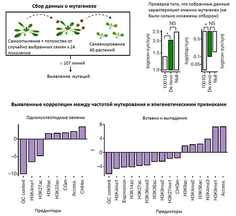 Мутации изменяют геном навсегда