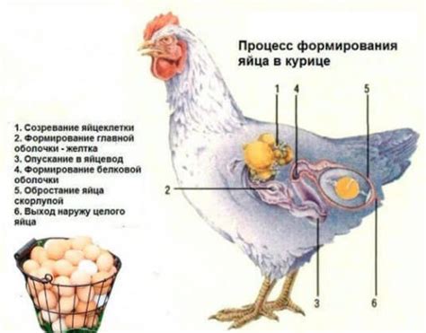 Мягкое яйцо у курицы - причины и решения