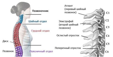 Назначение лазера на шейный отдел позвоночника