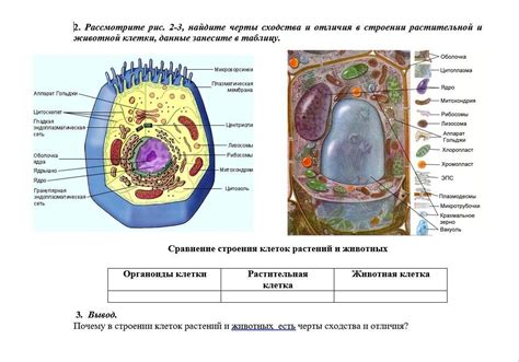 Наличие органеллов в бактериальной клетке и растительной: сходства и отличия