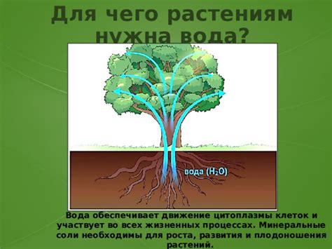 Наличие органических веществ в почве и поглощение корнем воды