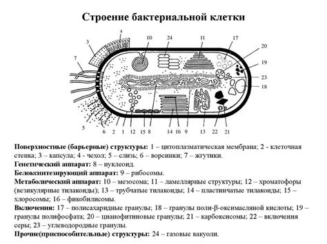 Наличие цитоплазматических органоидов в бактериальной клетке и растительной