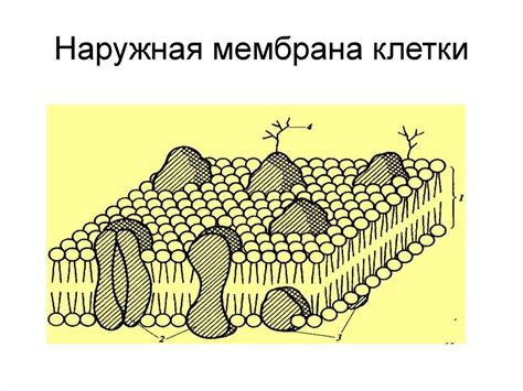 Наружная клеточная мембрана