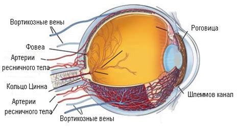 Наружный слой сосудистой оболочки глаза