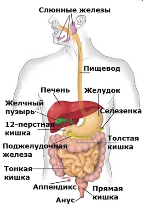 Нарушение пищеварения и газообразование