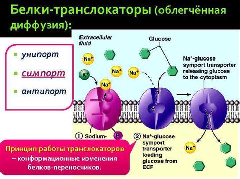 Нарушения работы аминокислотных переносчиков