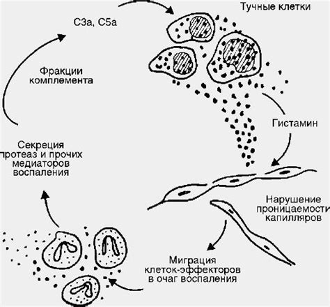 Нарушения фагоцитоза и их последствия для здоровья