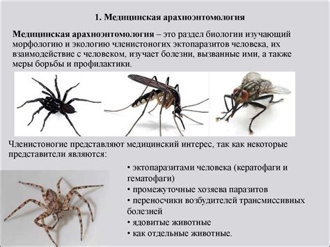 Насекомые-переносчики инфекций