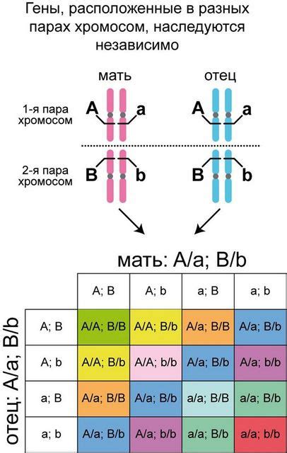 Наследование генов и передача характеристик