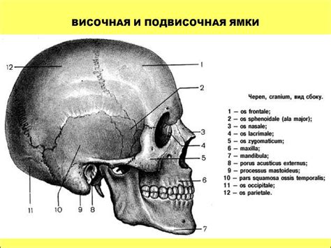 Научные исследования и теории о Черепе